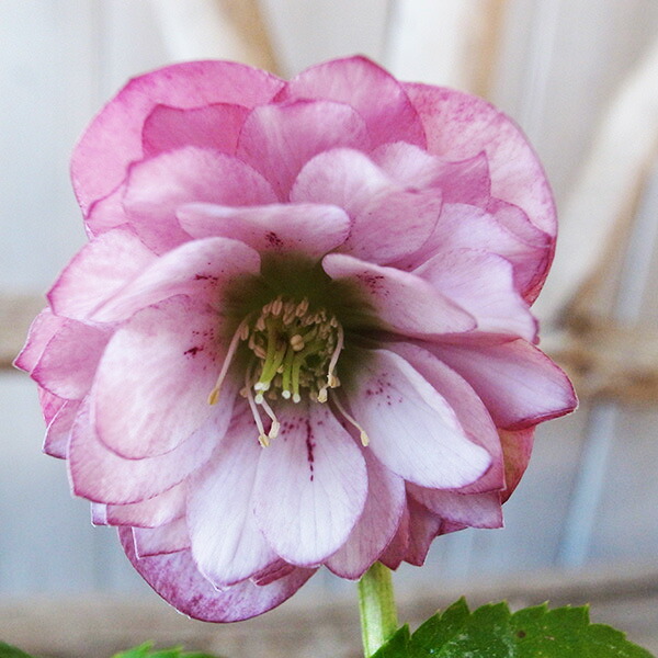 楽天市場】クリスマスローズ ダブル 開花株 グリーングレープバイ