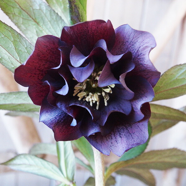 楽天市場】クリスマスローズ ダブル 開花株 カップ咲きイエロー