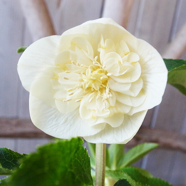 楽天市場】クリスマスローズ ダブル 開花株 ゴールドパステルピンク