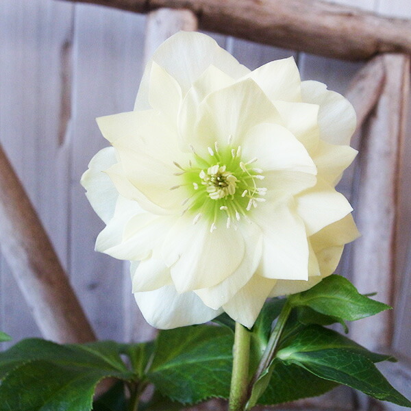 楽天市場】クリスマスローズ ダブル 開花株 頬紅ぼかしピンク 4.5号