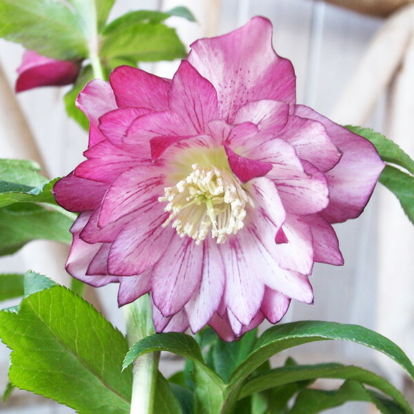 楽天市場】クリスマスローズ ダブル 開花株 ピンクピコティ 4.5号 現品