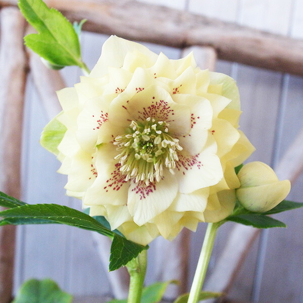 楽天市場】クリスマスローズ ダブル 開花株 ホワイトピコティ 4号 現品