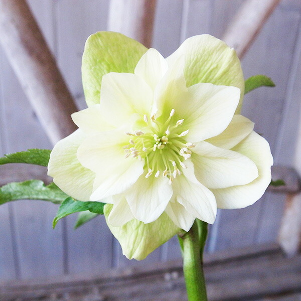 楽天市場】クリスマスローズ ダブル 開花株 ホワイトピコティ 5号 現品