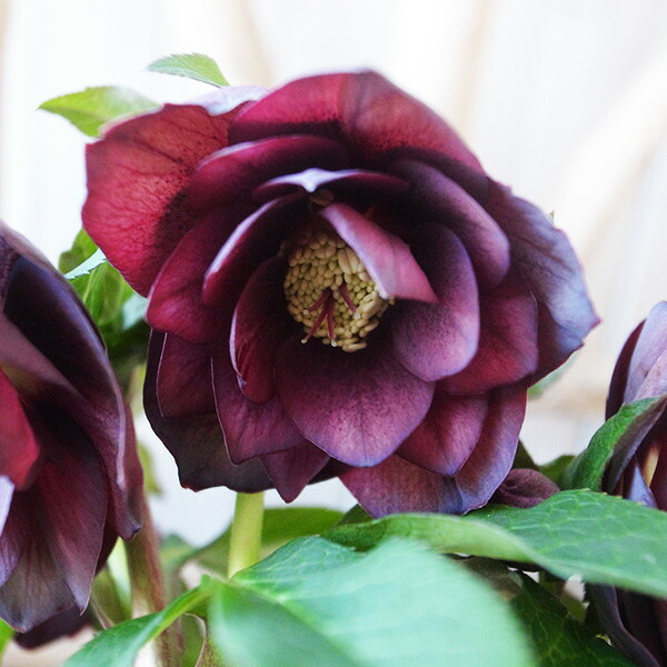 楽天市場】クリスマスローズ ダブル 開花株 チョコブロッチ 5号 現品