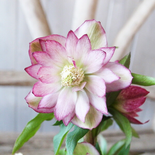 楽天市場】クリスマスローズ ダブル 開花株 ピンクグラデーション