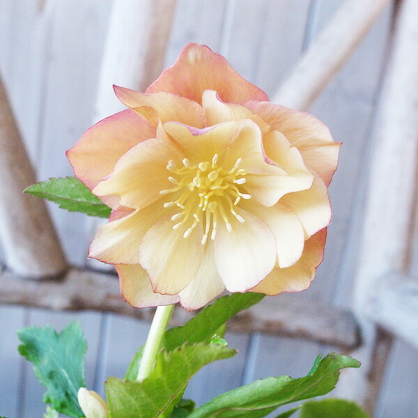 楽天市場】クリスマスローズ ダブル 開花株 ゴールドパステルピンク