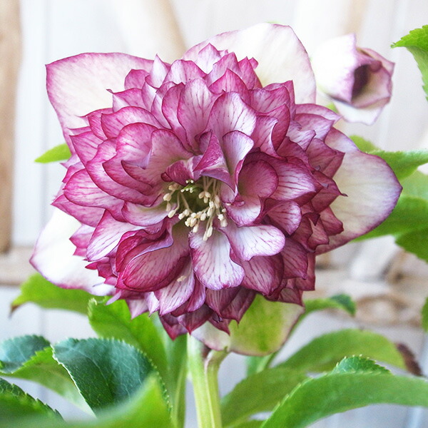 楽天市場】クリスマスローズ ダブル 開花株 ゴールドパステルピンク