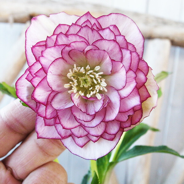 楽天市場】クリスマスローズ ダブル 7種類セット 送料無料！杉山交配