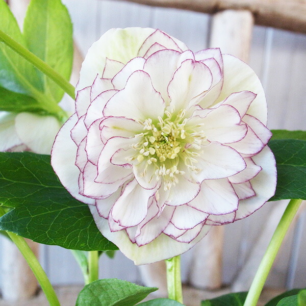 楽天市場】クリスマスローズ ダブル 開花株 多弁イエローピコティ 5号