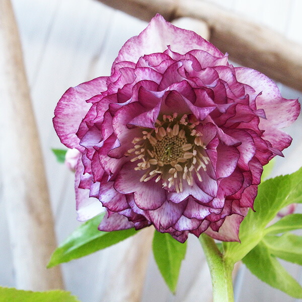 楽天市場】クリスマスローズ ダブル 開花株 多弁ピンクグラデーション