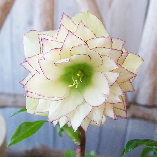 楽天市場】クリスマスローズ ダブル 開花株 多弁イエローピコティ 5号