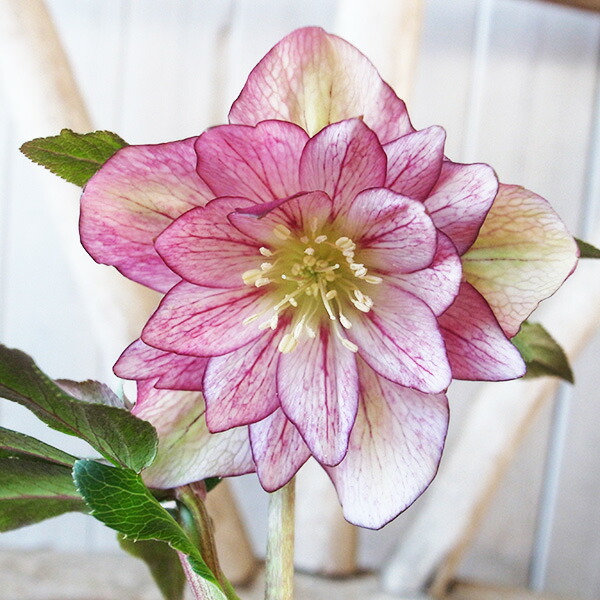 楽天市場】クリスマスローズ ダブル 開花株 ソレイユ系レッド