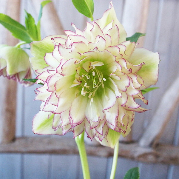 楽天市場】クリスマスローズ ダブル 開花株 多弁イエローピコティ 5号