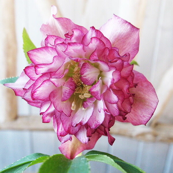 楽天市場】クリスマスローズ ダブル 開花株 口紅ピコティ 5号 現品