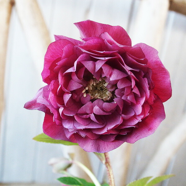 楽天市場】クリスマスローズ ダブル 開花株 ブラックブロッチ 4.5号