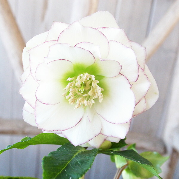 楽天市場】クリスマスローズ ダブル 開花株 ホワイトピコティ 4号 現品