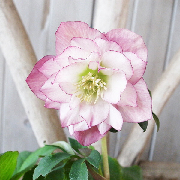 楽天市場】クリスマスローズ ダブル 開花株 多弁ピンクグラデーション