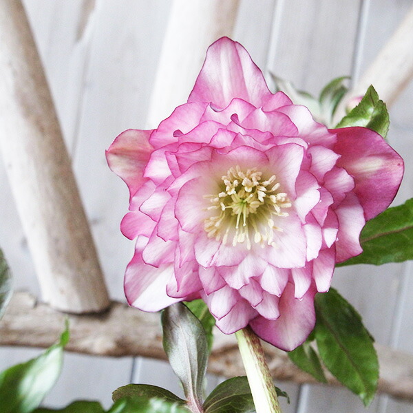 楽天市場】クリスマスローズ ダブル 開花株 ピンクグラデーション