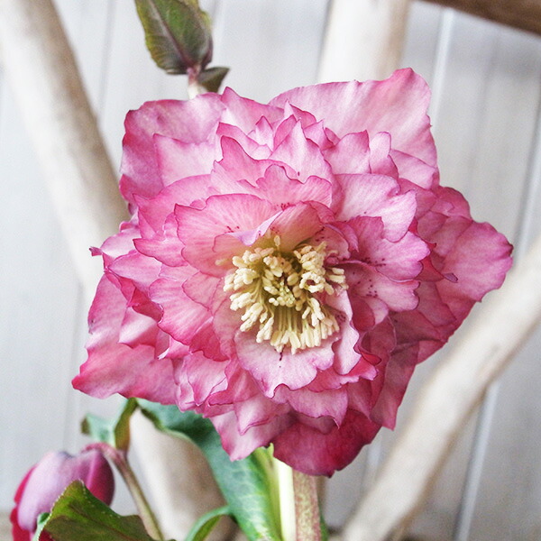 楽天市場】クリスマスローズ ダブル 開花株 多弁ピンクグラデーション