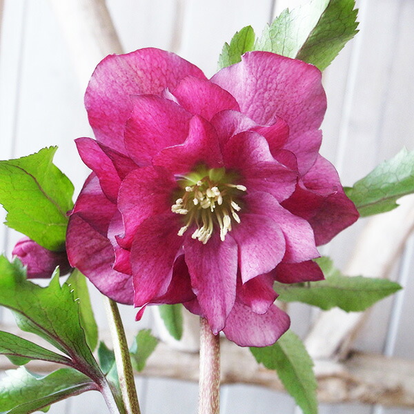 楽天市場】クリスマスローズ ダブル 開花株 レッドグリーンバイカラー