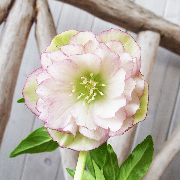 楽天市場】クリスマスローズ ダブル 開花株 頬紅ぼかしピンク 4.5号