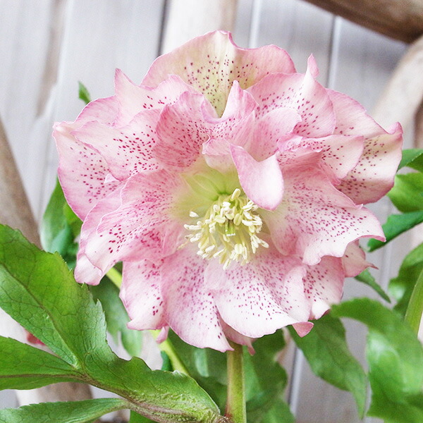 楽天市場】クリスマスローズ ダブル 開花株 チョコブロッチ 5号 現品