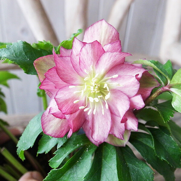 楽天市場】クリスマスローズ ダブル 開花株 グリーンパープルバイ