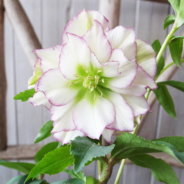 楽天市場】クリスマスローズ ダブル 開花株 ホワイトピコティ 4号 現品