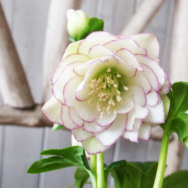 楽天市場】クリスマスローズ ダブル 開花株 ホワイトピコティ 4号 現品