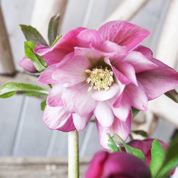 楽天市場】クリスマスローズ ダブル 開花株 口紅ピコティ 5号 現品