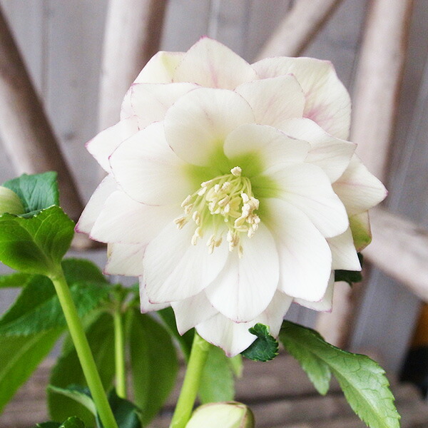 楽天市場】クリスマスローズ ダブル 開花株 ホワイトゴールド