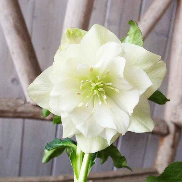 楽天市場】クリスマスローズ ダブル 開花株 ホワイトゴールド