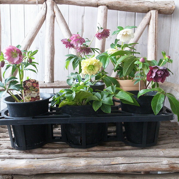 楽天市場】クリスマスローズ ダブル開花株 5株のお任せMIX福袋 送料