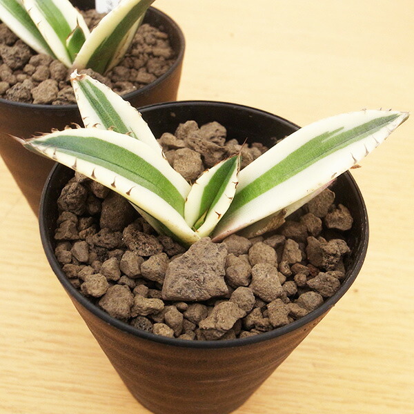 楽天市場】多肉植物 アガベ チタノタ 南アフリカダイヤモンド 苗 希少