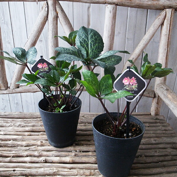 楽天市場】クリスマスローズ HGC ピンクフロスト 5号サイズ 花芽付 5号