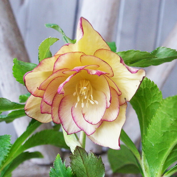 楽天市場】クリスマスローズ ダブル 開花株 フリルピンクピコティ 4.5