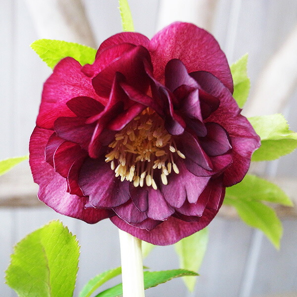 楽天市場】杉山交配 クリスマスローズ苗 ダブルゴールドネオンシェード