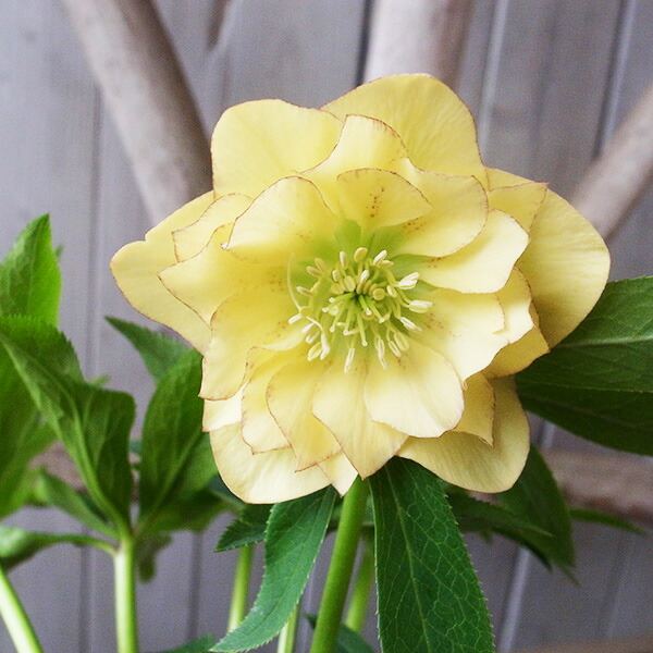 楽天市場】クリスマスローズ ダブル 開花株 多弁イエローピコティ 5号