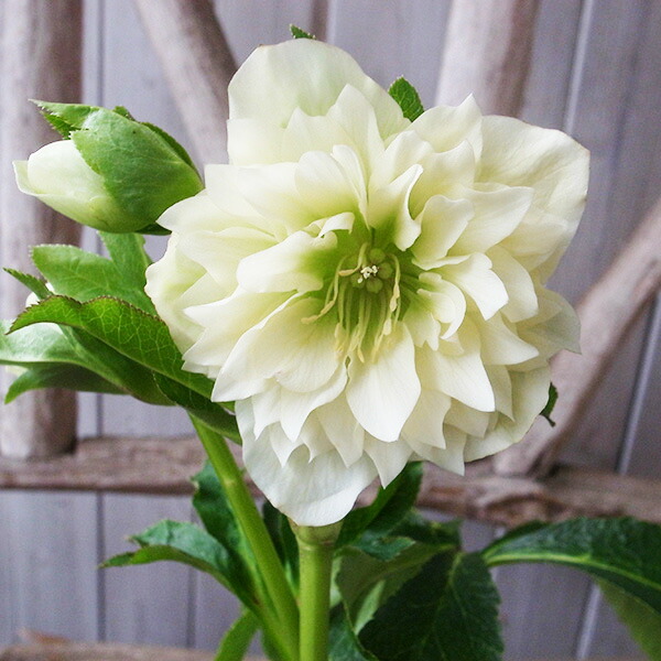 楽天市場】クリスマスローズ ダブル 開花株 ホワイトゴールド