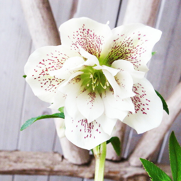 楽天市場】クリスマスローズ ダブル 開花株 ホワイトゴールド