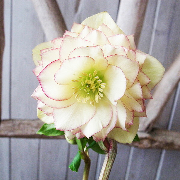 楽天市場】クリスマスローズ ダブル 開花株 多弁イエローピコティ 5号