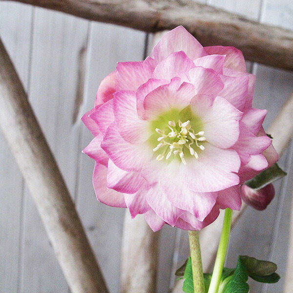 楽天市場】クリスマスローズ ダブル 開花株 ピンクグラデーション