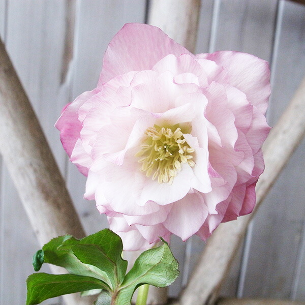 楽天市場】クリスマスローズ ダブル 開花株 フリルピンクピコティ 4.5