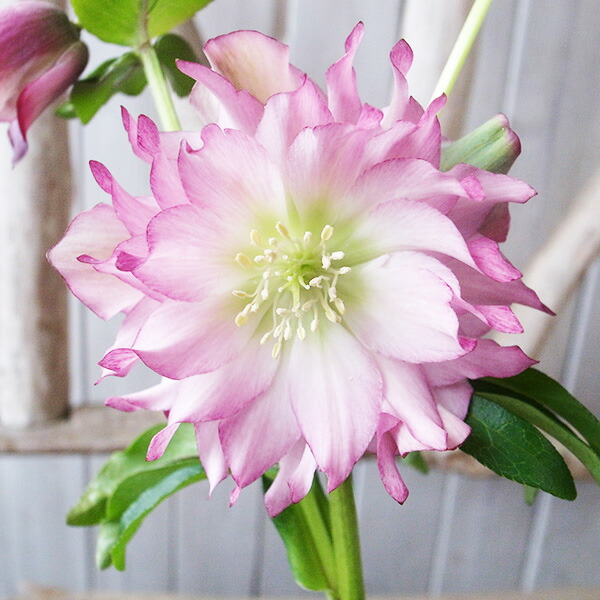 楽天市場】クリスマスローズ ダブル 開花株 フリルピンクピコティ 4.5