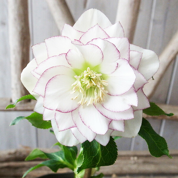 楽天市場】クリスマスローズ ダブル 開花株 ホワイトゴールドピコティ