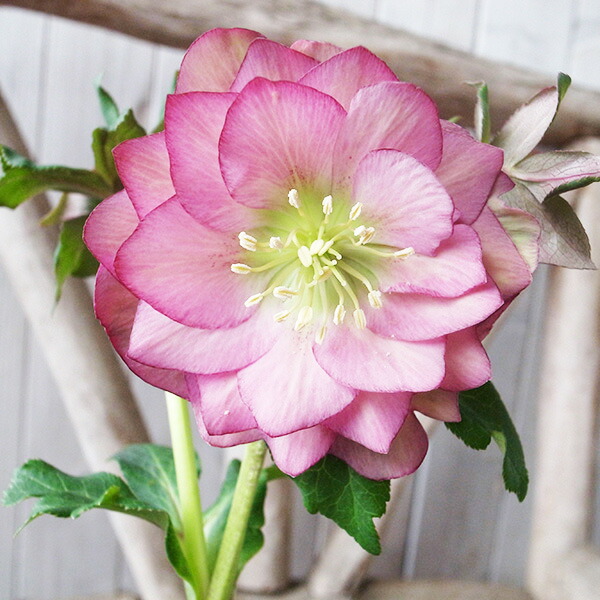 楽天市場】クリスマスローズ ダブル 開花株 多弁イエローピコティ 5号