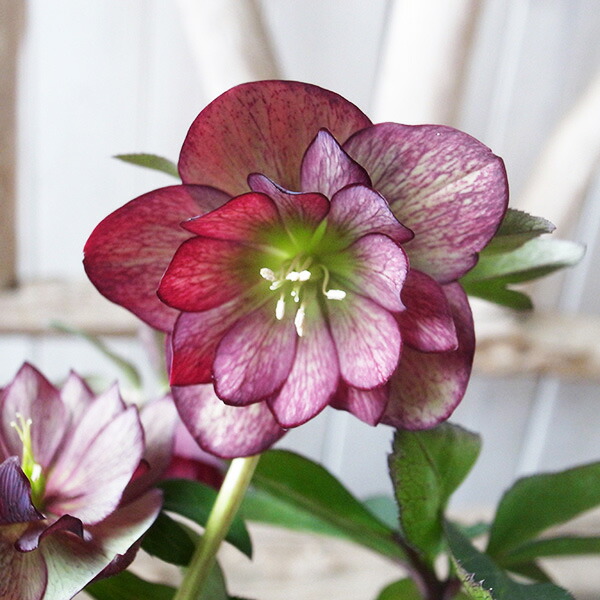 楽天市場】クリスマスローズ ダブル 開花株 グリーンパープルバイ