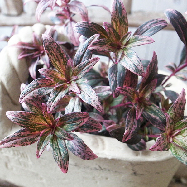 楽天市場】金魚草 キンギョソウ苗3株セット 販売 通販 種類 多年草