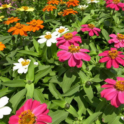 楽天市場 ジニア プロフュージョン3株セット 花苗 ジニア プロフュージョン 母の日 花 ガーデニング岐阜緑園