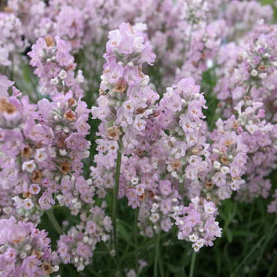 楽天市場 珍しいピンクの花 ラベンダー ピンク5号鉢植え 鉢花 ハーブ プレゼント ギフト 母の日 花 ガーデニング岐阜緑園